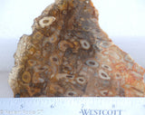Petrified Palm Root  lapidary slab 6.6 ounces (185 grams)