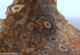 Petrified Palm Root  lapidary slab 6.6 ounces (185 grams)