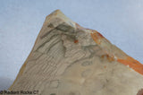 Willow Creek Porcelain Jasper Lapidary Slab  6 oz (175 grams)