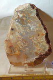 Graveyard Point Plume Agate16.4oz (465 grams) lapidary slab Regency Rose. - radiantrocksct