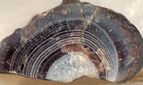 Botswana banded agate 4.4 oz lapidary nodule - great banding! - radiantrocksct