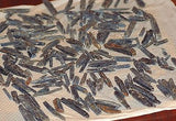 Blue Zimbabwe Kyanite crystals 1 lb 5.2 oz lapidary rough (601 grams) - radiantrocksct
