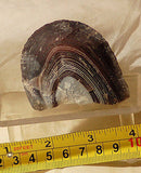Botswana banded agate 4.4 oz lapidary nodule - great banding! - radiantrocksct