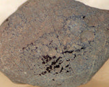 Botswana banded agate 2.0 oz lapidary nodule - cabochon material! - radiantrocksct