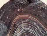 Botswana banded agate 4.4 oz lapidary nodule - great banding! - radiantrocksct