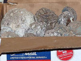 Flat Rate Box of Las Choyas Solid Coconut Geodes - radiantrocksct