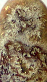 Red Crazy Lace Agate Cabochon 17 carats - radiantrocksct