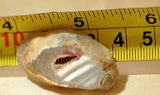 Brazilian Agate 0.4 oz lapidary slab - cabochon or wire wrap- (11 grams) - radiantrocksct