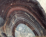 Botswana banded agate 4.4 oz lapidary nodule - great banding! - radiantrocksct