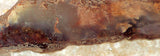 Carey Plume Agate 1.0 oz Lapidary  slab - radiantrocksct