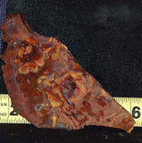 Rooster Tail  brecciated Agate 4.6 oz lapidary cabochon slab - radiantrocksct