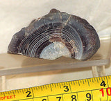 Botswana banded agate 4.4 oz lapidary nodule - great banding! - radiantrocksct