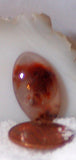 Carey Plume Agate Oval Cabochon 10.5 carats - radiantrocksct