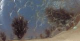 Malawi Blue Chalcedony lapidary lightly tumbled rough 2.3 oz dendritic plate - radiantrocksct