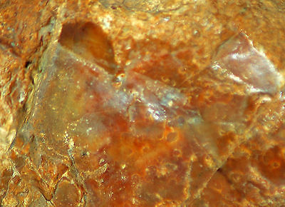 Amazon Valley Jasper lapidary rough red brown yellow and banding 14.2 lbs - radiantrocksct
