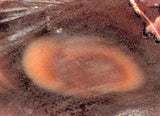 Bruneau Jasper Lapidary Cabochon Slab 0.8 oz  orbs - radiantrocksct