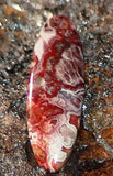 Red Crazy Lace Agate Cabochon 18 carats - radiantrocksct