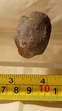 Botswana banded agate 2.0 oz lapidary nodule - cabochon material! - radiantrocksct