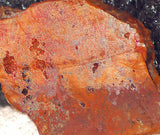 Peach Feather Ridge Plume Agate  slab (17 grams) - radiantrocksct