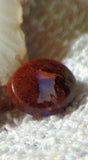 Koroit Boulder Opal  Oval Cabochons 20 carats - radiantrocksct