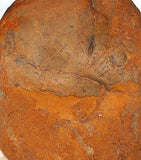 Amazon Valley Jasper lapidary rough brown tan mystery 5 lbs - radiantrocksct