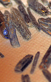 Blue Zimbabwe Kyanite crystals 1 lb 5.2 oz lapidary rough (601 grams) - radiantrocksct