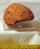 Piranha Brazilian banded Agate rough ~12.6oz - windchimes, sun catcher (357 gms) - radiantrocksct