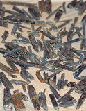 Electric Blue Zimbabwe Kyanite crystals 1 lb 5.4 oz lapidary rough (607 grams) - radiantrocksct