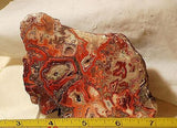 Red Crazy Lace agate Lapidary Slab 5.2oz Great colors /patterns (147 grams) - radiantrocksct