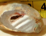 Brazilian Agate 0.4 oz lapidary slab - cabochon or wire wrap- (11 grams) - radiantrocksct