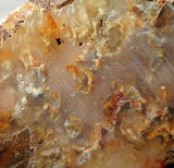 Graveyard Point Plume Agate16.4oz (465 grams) lapidary slab Regency Rose. - radiantrocksct