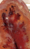 Carey Plume Agate polished one side Lapidary collection slab - radiantrocksct