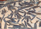 Blue Zimbabwe Kyanite crystals 1 lb 4.2 oz lapidary rough (573 grams) - radiantrocksct