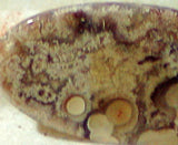 Red Crazy Lace Agate Cabochon 17 carats - radiantrocksct