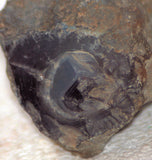 Botswana banded agate 3.8 oz lapidary nodule - fun banding! (85 grams) - radiantrocksct