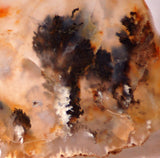 Graveyard Point Plume Agate 2.0oz lapidary slab (57 grams) - radiantrocksct