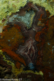 Agua Nueva Display Geode - Radiant Rocks CT