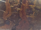 Amazon Basin Valley Jasper Slab  - Radiant Rocks  CT