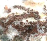 Nova Scotia Bay of Fundy mossy plume agate slab 1.6 oz (45 grams) - radiantrocksct