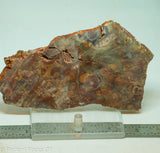 Bird's Eye Rhyolite Slab - Radiant Rocks CT