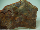 Bird's Eye Rhyolite Slab - Radiant Rocks CT