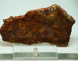 Bird's Eye Rhyolite Slab - Radiant Rocks CT