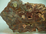 Bird's Eye Rhyolite Slab - Radiant Rocks CT