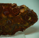 Bird's Eye Rhyolite Slab - Radiant Rocks CT