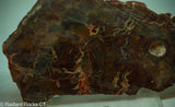Bird's Eye Rhyolite Slab - Radiant Rocks CT