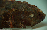 Bird's Eye Rhyolite Slab - Radiant Rocks CT