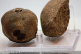 Botswana banded agates 2 lapidary nodules 8.0 oz (225 grams)