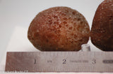Botswana banded agates 2 lapidary nodules 8.6 oz (245 grams)