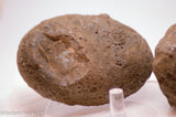 Botswana banded agates 2 lapidary nodules 10.6 oz (300 grams)