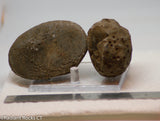 Botswana banded agates 2 lapidary nodules 10.6 oz (300 grams)